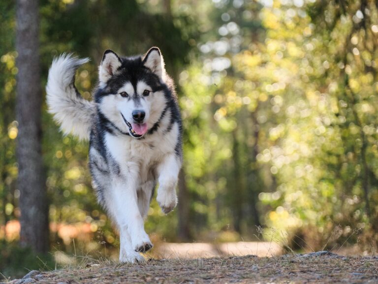 black-and-white-dog-runing