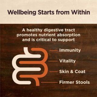 Wellness CORE Digestive Health Adult Dry Dog Food With Grain- Chicken & Brown Rice Recipe - Image 3