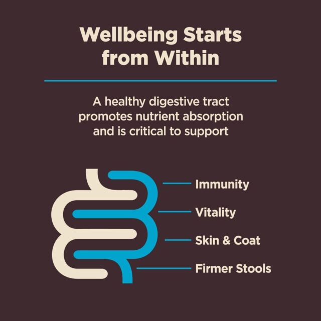 Wellness CORE Digestive Health Wholesome Grains Whitefish & Brown Rice Recipe Dry Dog Food, 4-lb bag - Image 4