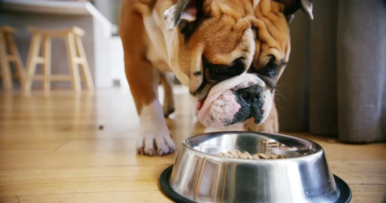 high-protein diet for dogs