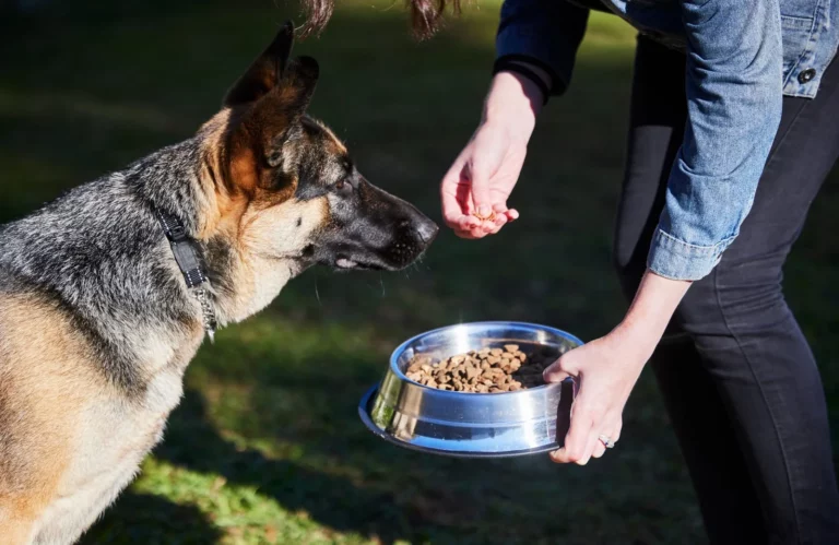 how to transition dog to new food