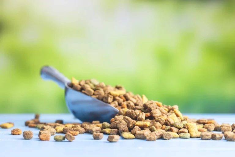 how to choose dog food