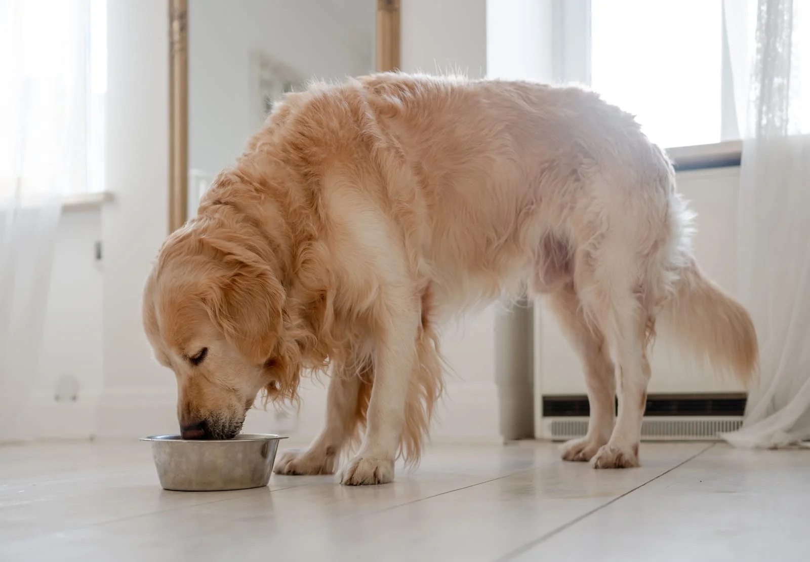 is wet food or dry food better for dogs