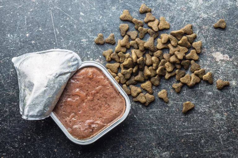 is wet food or dry food better for dogs